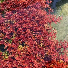 Rotala Mini Butterfly | Aquarium Plants Factory®