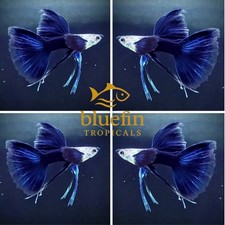 Live Half Black Blue Ribbon Fin C Guppy Fish   2X Female  High Quality USA Seller