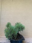 Mugo Pine Pre-Bonsai (Pinus)  Tree “Shohin” Root Over Rock — photo 7