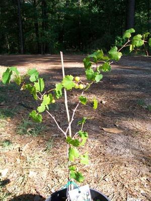 DIRECT GARDENING Oh Yes! Muscadine Black Grape Vine Fruit Bearing Starter Plant 1 Pack 97311