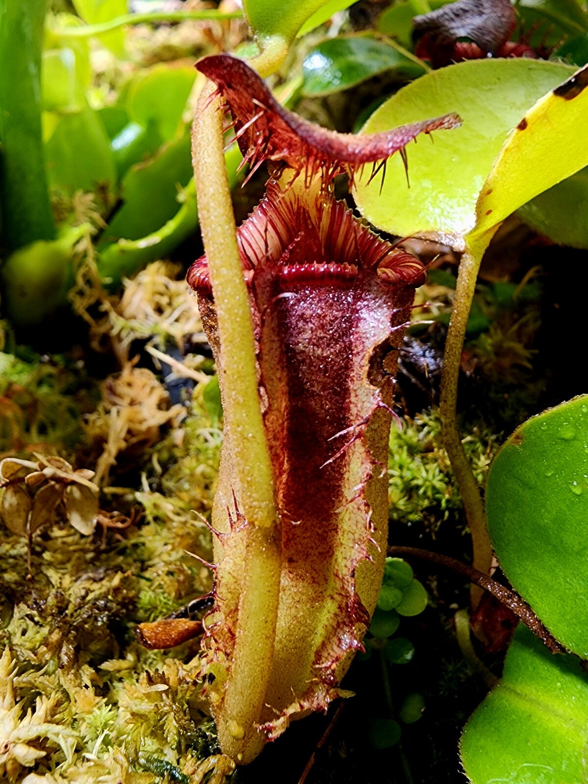 Nepenthes Lowii Trusmadi 🌱 Fresh New Harvested Seeds ~ Tropical Pitcher Plant ⭐