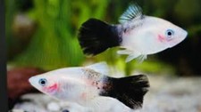 5-Pack Panda Platy Live Fish Freshwater Aquarium Black White Community