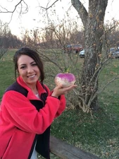 TURNIP -2500  Purple Top White Globe  NON-GMO Heirloom Seeds FALL CROP TIME!