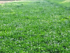 Durana White Clover Seed - 50 Lbs.