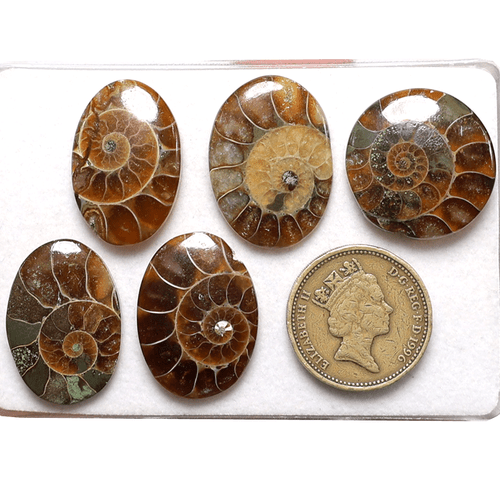 5 Pcs Natural Ammonite Fossil Hi-Quality 23mm-27mm Cabochon Loose Gemstones Lot - Picture 8 of 11