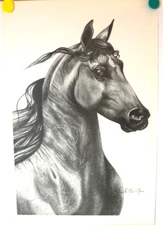#2074  ASB AMERICAN SADDLEBRED  LITHOGRAPH LIMITED EDITION OF 500 .  12X18