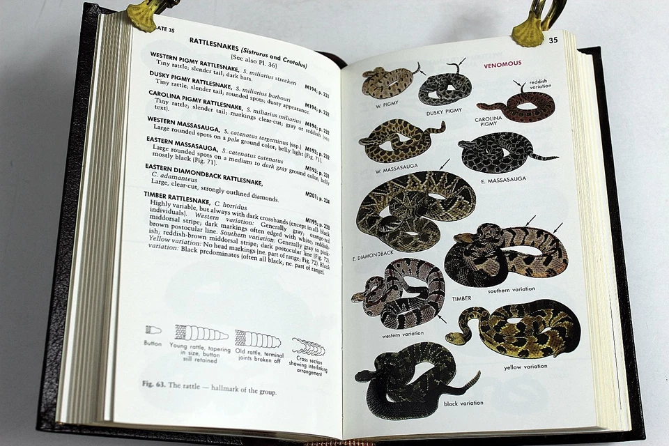 Eastern Reptiles and Amphibians Roger Conant 3rd Edition 1991 Illustrated - Image 4 of 4