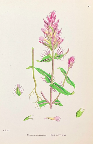 gewöhnlicher Kuhweizen und Feldkuhweizen JE Sowerby Originalfarbe Botanical 1866 - Bild 3 von 4