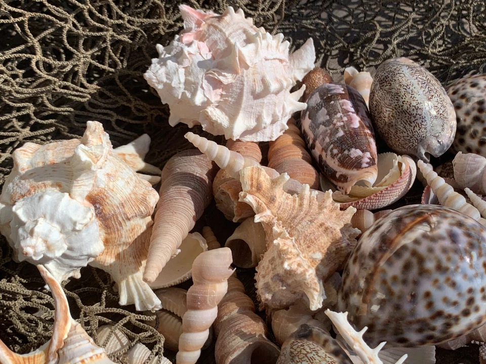 Large Beautiful Seashells Sea Shells 1 Kilo Best Value & Price FREE Ship! - Image 3 of 4