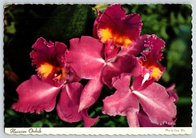 Postcard Hawaiian Orchids Hawaii HI 4x6