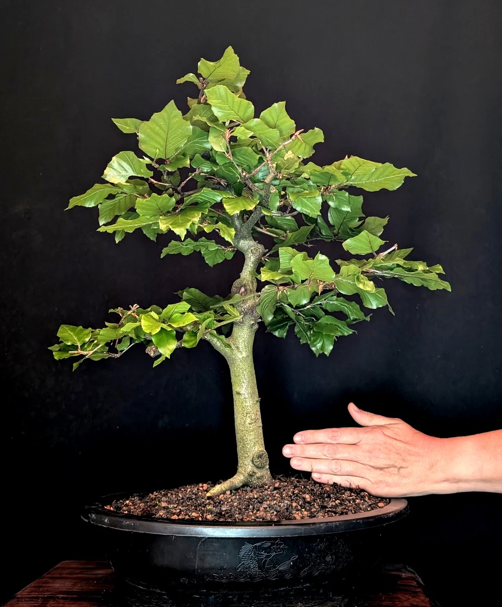 Bonsai Buche online kaufen | eBay.de