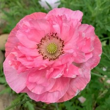 1000 Double Pink Shirley Poppy Seeds – Papaver rhoeas Garden Flower Zones 3–10