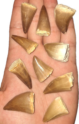 Stunning Collection Various species Mosasaur Teeth Dinosaur Reptile Cretaceous