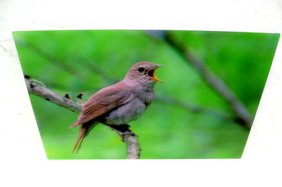 ANSICHTSKARTE 3 D NACHTIGALL NIGHTINGALE BIRD CARD VOGEL KARTE AK POSTKARTE TIER