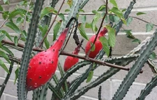 PENIOCEREUS GREGGII *100 seeds* Night Blooming Cereus Tuber Caudex Cactus 