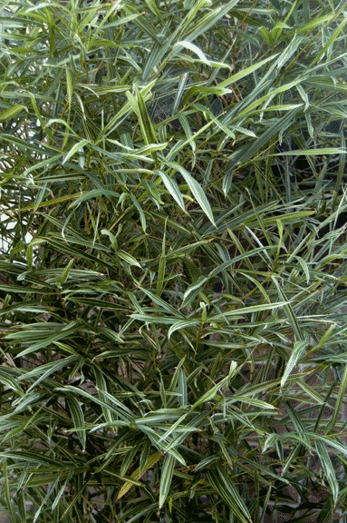 Picture 8 of 11