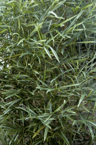 Bambusa Malay Dwarf Variegated Bamboo– 1 Division / Starter Plant - Non-Invasive - Picture 8 of 11
