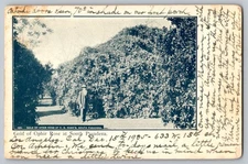 Postcard - Gold Of Ophir Rose At South Pasadena