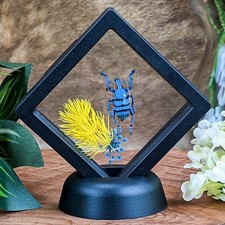 H20cc ES Snout Beetle Floating Disply Entomology Taxidermy Euphold Curiosities