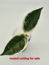 Hoya Carnosa Krimson Queen Splash|Wax plant|Fragrant flower| cutting rooted