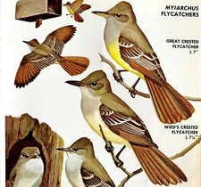 Flycatchers 4 Varieties And Types 1966 Color Bird Art Print Nature ADBN1p