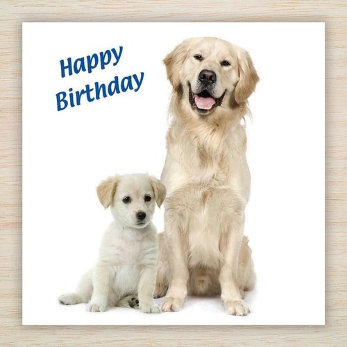 Tarjetas de Cumpleaños - Labrador & Retriever Perros Cachorros Lotes Diseños para Ver - FREEPOST - Imagen 15 de 34