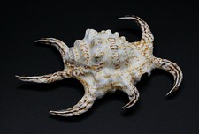 Vintage Aquatic Marine Beach Seashell Ocean Decor Life Nature