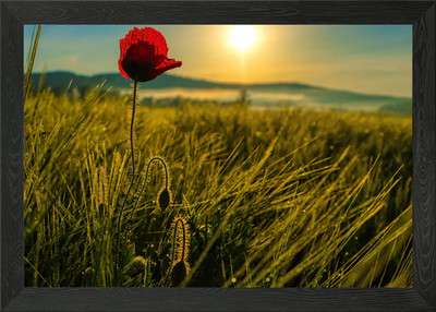 Mohn im Morgenlicht Framed Wall Art Poster Canvas Print Picture
