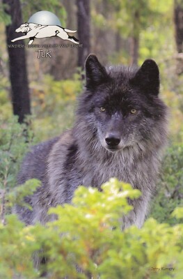 Postkarte Nordlichter Wildtiere Wolfszentrum Tuk Zoo/Tier Int Ref SS
