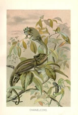 1901 Antique Reptile Chromolithograph Print ~ Chamaeleons or Chameleon
