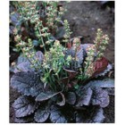 Salvia lyrata 'Purple Volcano' or 'Purple Knockout' / Lyre Leaved Sage /25 Seeds