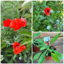Türkischer Mohn, Papaver orientale,  Staude,  im Topf 13 cm