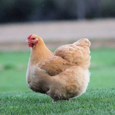 12 Large Fowl Buff Wyandotte Hatching Eggs - Brinkhaven Acres *Rare*