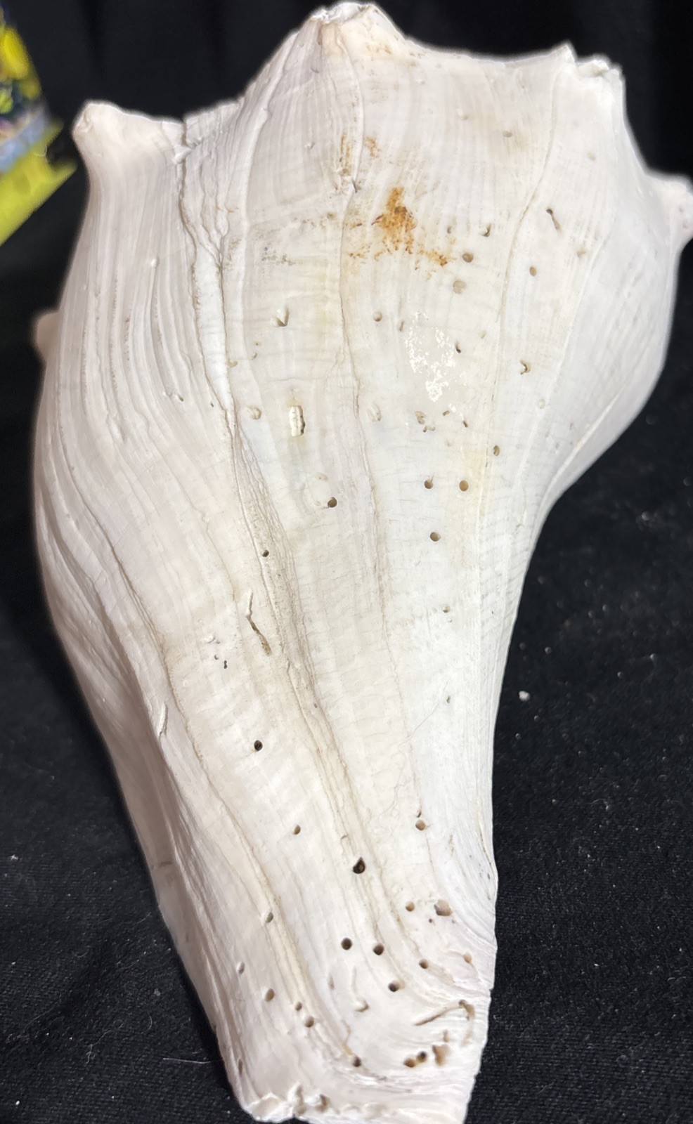 Fossilized Large Lightning Whelk Conch Sea Shell Pink Nautical Beach ...