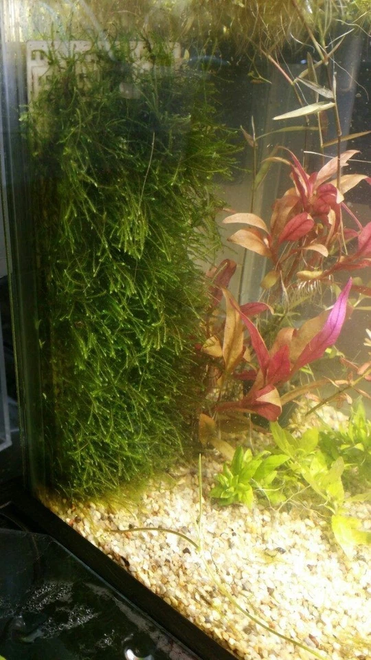 MUSGO DE JAVA PLANTAS ACUARIO GAMBAS AGUA FRÍA TROPICAL ELIMINA NITRATOS ALGAS - Imagen 4 de 4