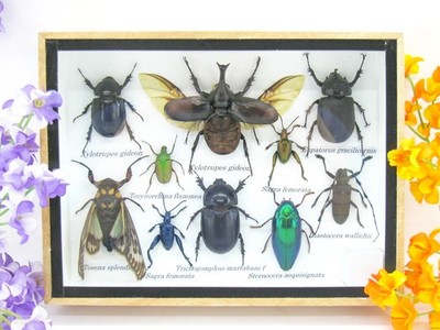 Unique piece - Real 3D prepared insects, showcase mural, museum quality a-m-39