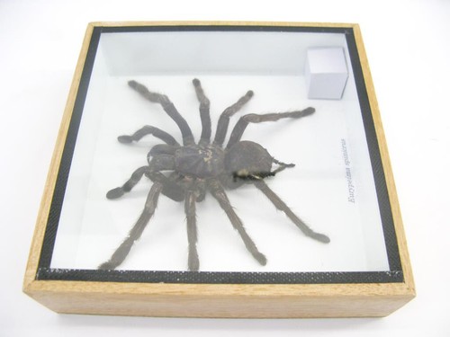 Riesige echte Vogelspinne - Eurypeima spinicrus - im 3D Schaukasten aus Holz - Bild 11 von 12