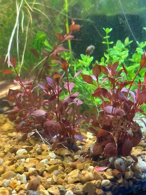 Ludwigia Repens Super Red 8 Stems + 2 Free Mystery Plants!
