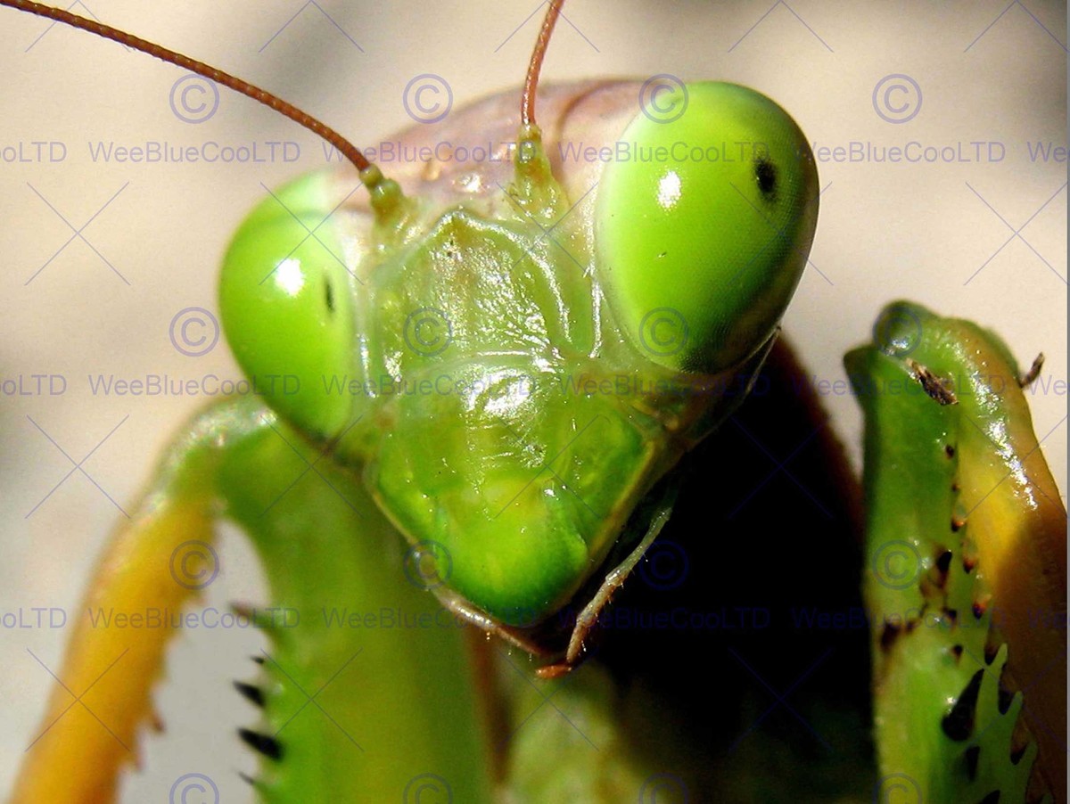 Prying Insect Praying Mantis Close Up Russ Aguilar | A Closeup Of A Praying Mantis!