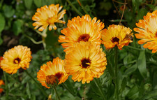 9 Gorgeous Chunky Old Fashioned Cottage Marigold Calendula Annual Plug