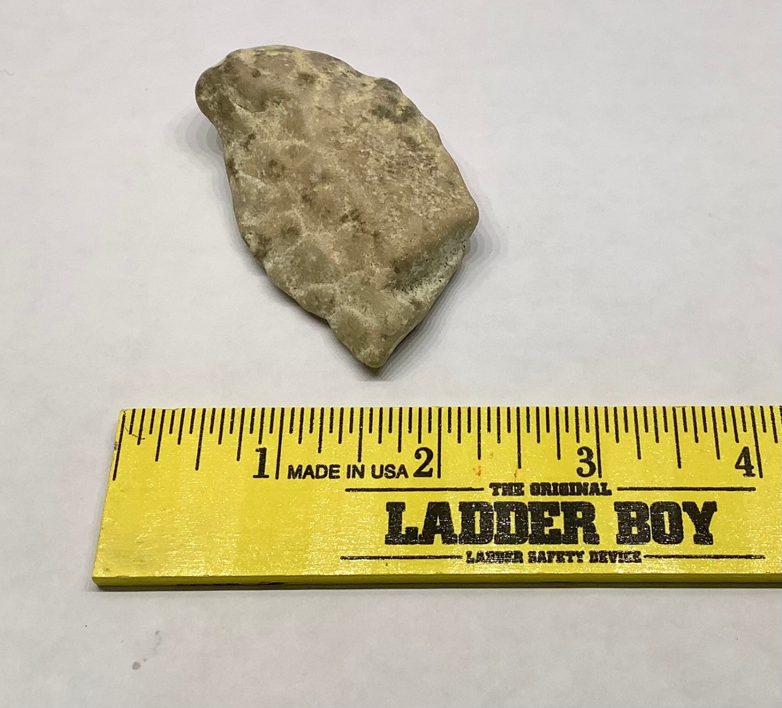 Petoskey Stone Coral Rock Fossil Collectible 2.25 oz 63g Unpolished Michigan