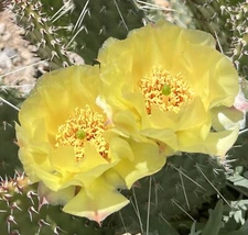 OP03: Plains Prickly Pear Cold Hardy Cactus Cutting Opuntia polyacantha