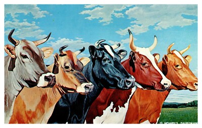 Fort Atkinson WI Wisconsin Five Queens Dairy Cattle Chrome Postcard