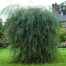 Salix purpurea Pendula | Purple Weeping Willow | Ornamental Garden Tree | 5-6ft