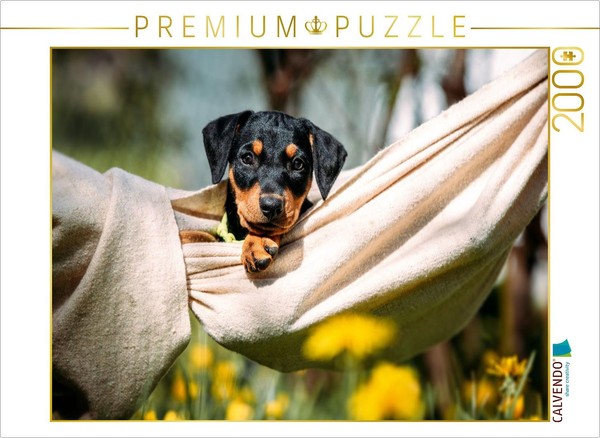 Calvendo Puzzle German Pinscher Puppy | 2000 Pieces, Finished Size 35.4 × 26.4 I-image