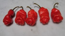 10 seeds red Peter Pepper Heirloom Very Hot XXX rare chili funny  unique gift 
