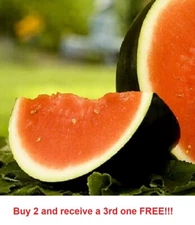 25 Sugar Baby Watermelon Seeds  NON-GMO  Heirloom  Fresh Seeds