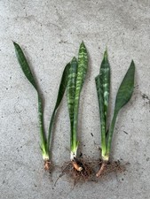 3pcs Snake Plant With Roots Mother-In-Law's Tongue Sanseveria Live Plant 12  