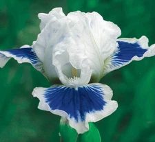 100 Iris Seeds Much Less Money Than Bulbs ..