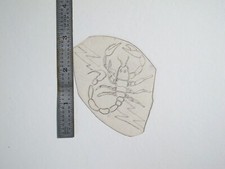 vtg 1960s 1970s Tattoo acetate stencil Zodiac Signs Scorpion v10 ZOD2